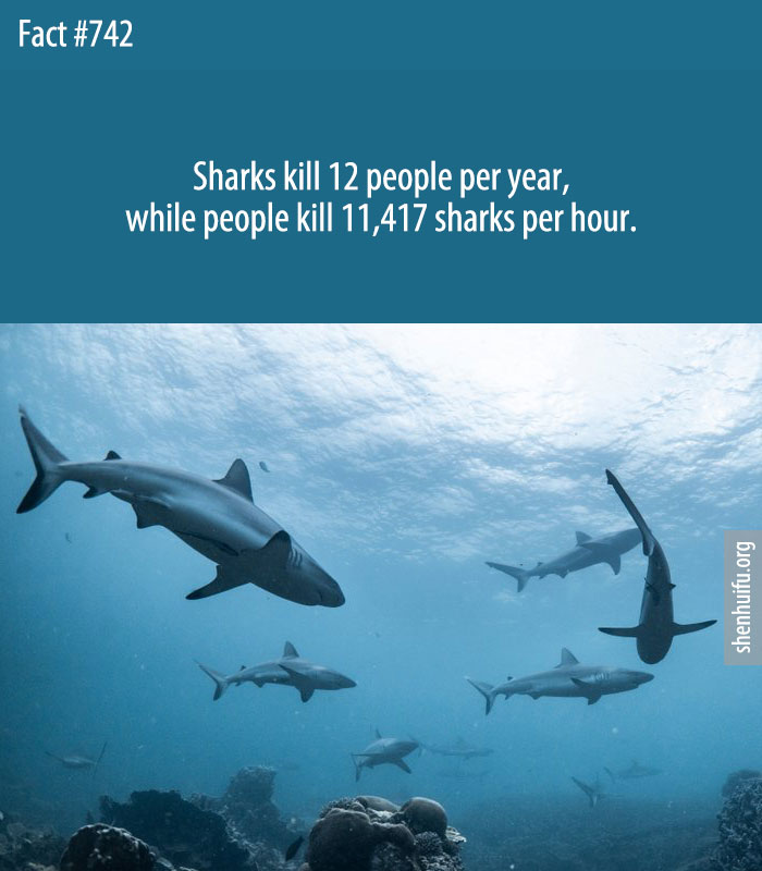 Sharks kill 12 people per year, while people kill 11,417 sharks per hour.