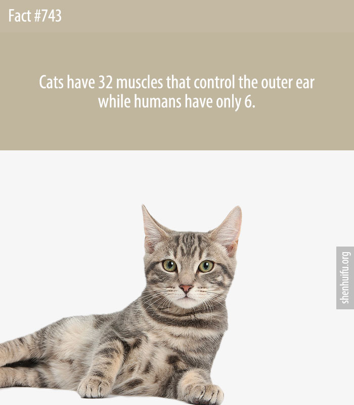 Cats have 32 muscles that control the outer ear while humans have only 6.