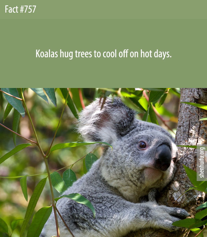 Koalas hug trees to cool off on hot days.