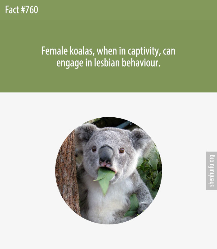 Female koalas, when in captivity, can engage in lesbian behaviour.