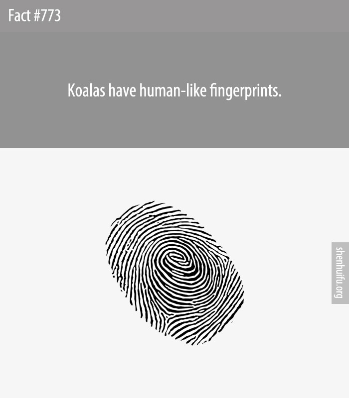 Koalas have human-like fingerprints.