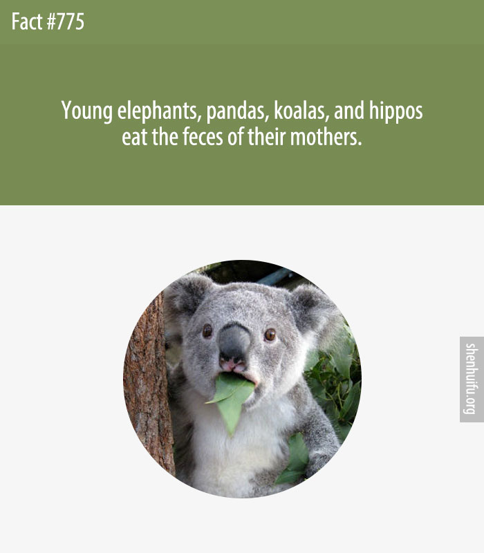 Young elephants, pandas, koalas, and hippos eat the feces of their mothers.