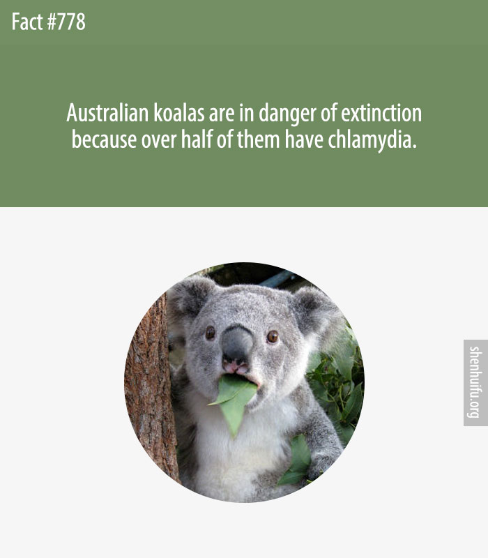 Australian koalas are in danger of extinction because over half of them have chlamydia.