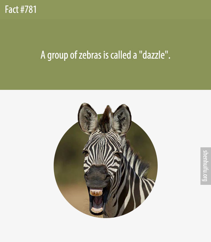 A group of zebras is called a 'dazzle'.