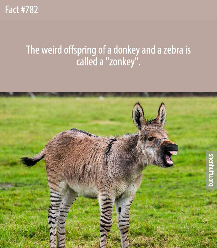 The weird offspring of a donkey and a zebra is called a 'zonkey'. 