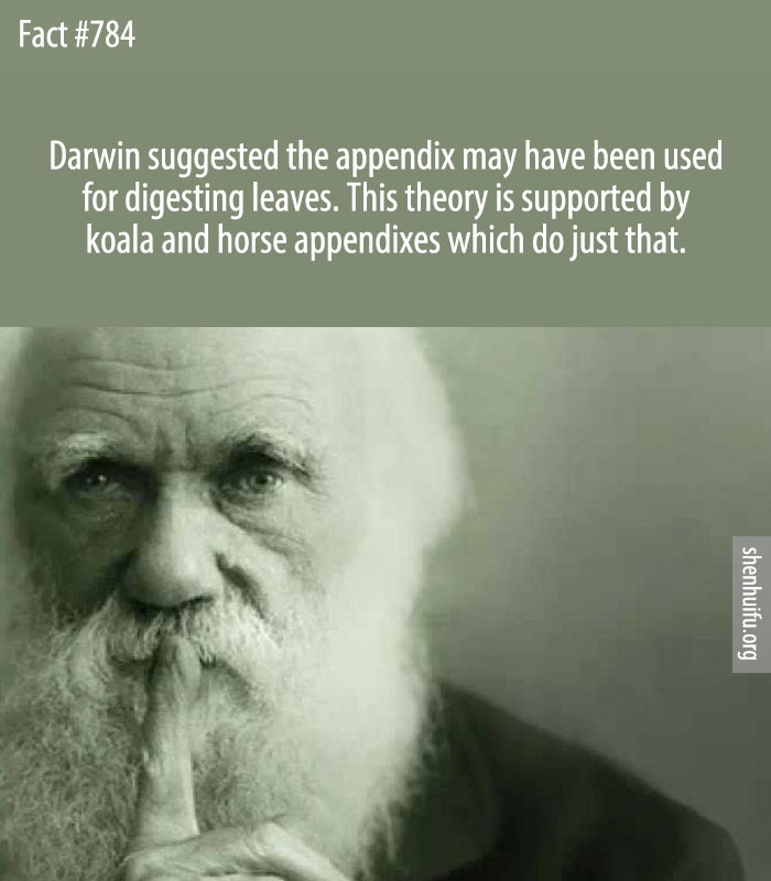Darwin suggested the appendix may have been used for digesting leaves. This theory is supported by koala and horse appendixes which do just that.