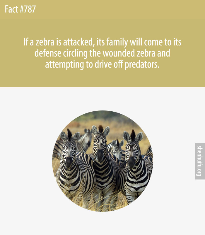 If a zebra is attacked, its family will come to its defense circling the wounded zebra and attempting to drive off predators.