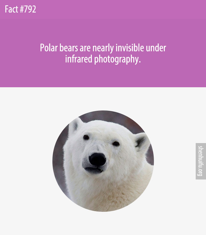 Polar bears are nearly invisible under infrared photography.