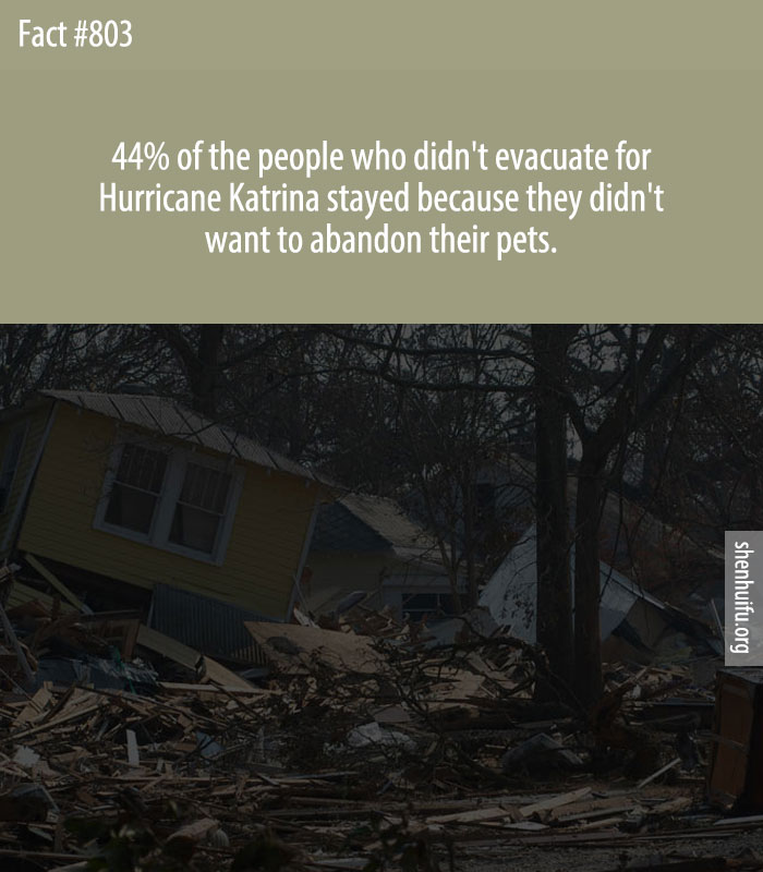 44% of the people who didn't evacuate for Hurricane Katrina stayed because they didn't want to abandon their pets.