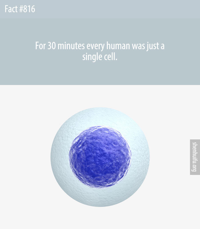 For 30 minutes every human was just a single cell.