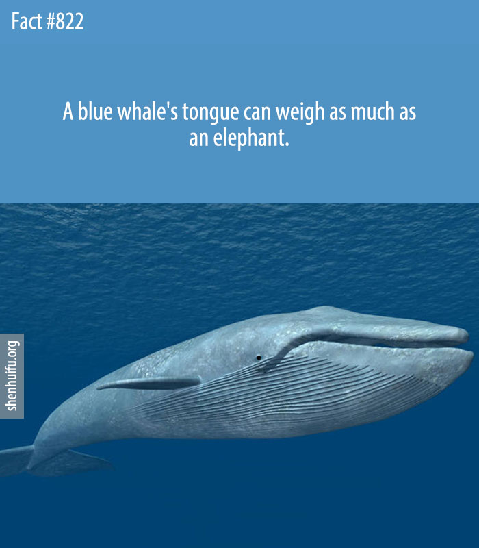 A blue whale's tongue can weigh as much as an elephant.