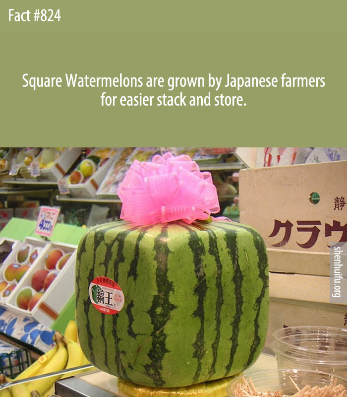 Square Watermelons are grown by Japanese farmers for easier stack and store.