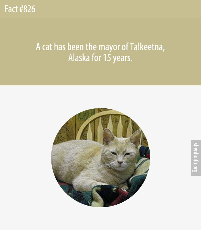 A cat has been the mayor of Talkeetna, Alaska for 15 years.