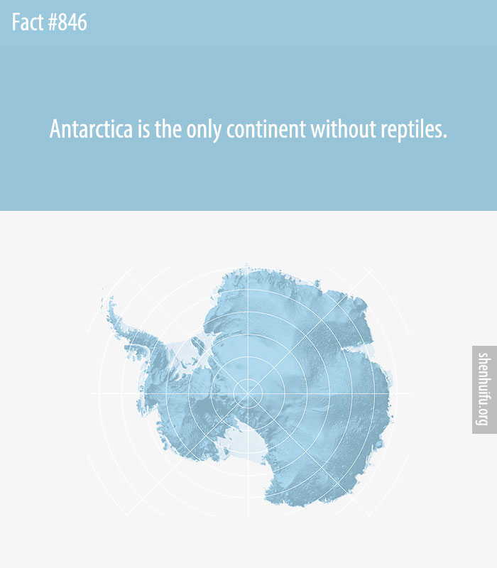 Antarctica is the only continent without reptiles.