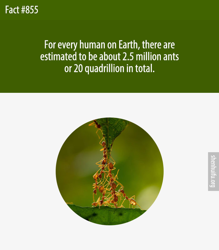 For every human on Earth, there are estimated to be about 2.5 million ants — or 20 quadrillion in total.