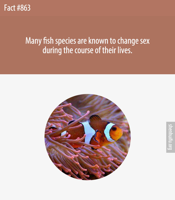Many fish species are known to change sex during the course of their lives.