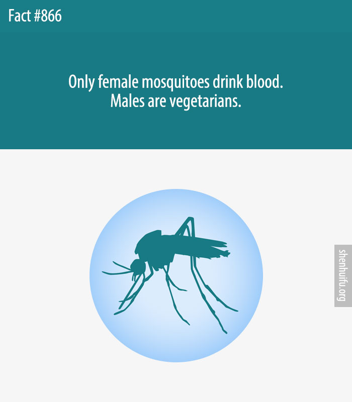 Only female mosquitoes drink blood. Males are vegetarians.