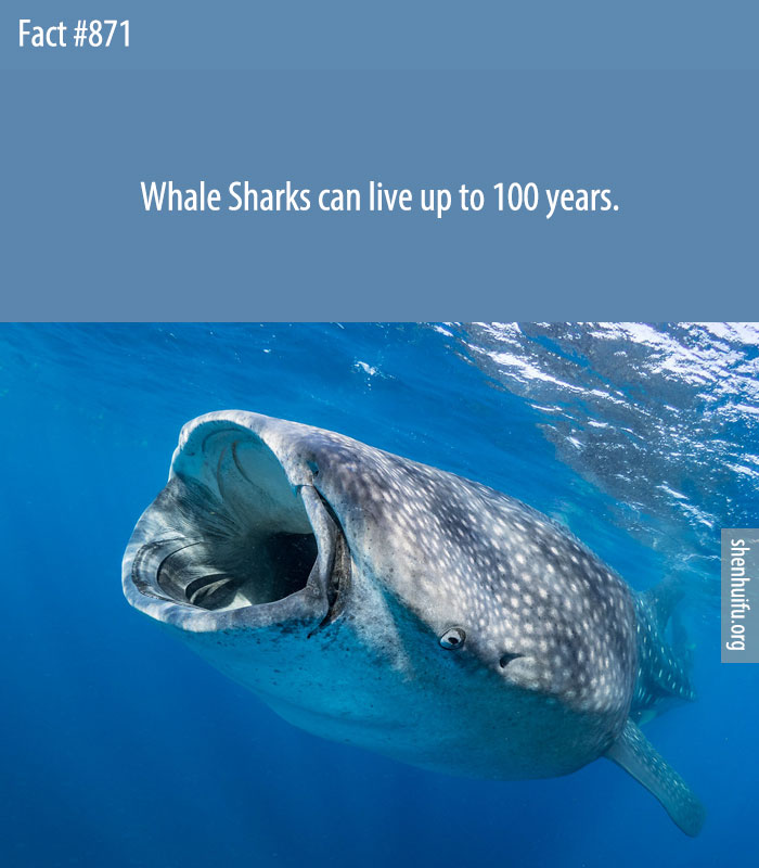 Whale Sharks can live up to 100 years.