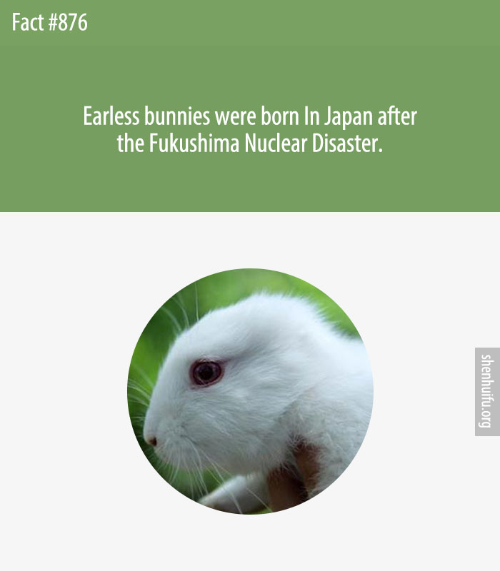 Earless bunnies were born In Japan after the Fukushima Nuclear Disaster.