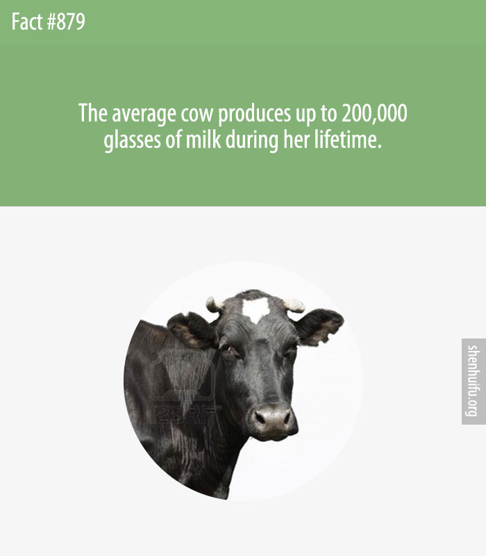 The average cow produces up to 200,000 glasses of milk during her lifetime.