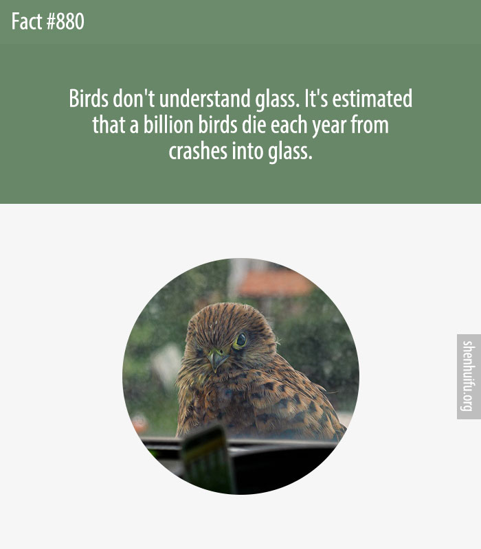 Birds don't understand glass. It's estimated that a billion birds die each year from crashes into glass.