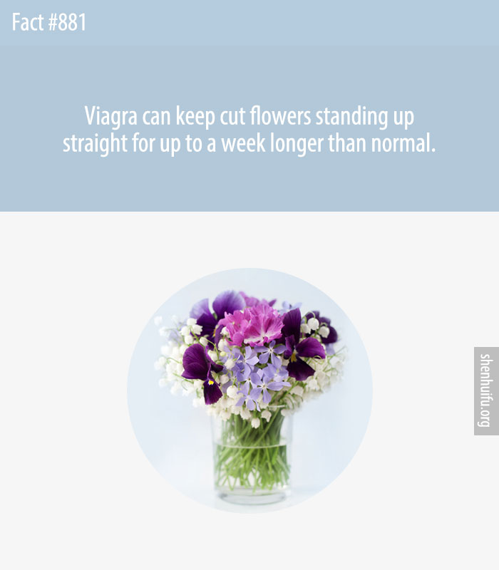 Viagra can keep cut flowers standing up straight for up to a week longer than normal.