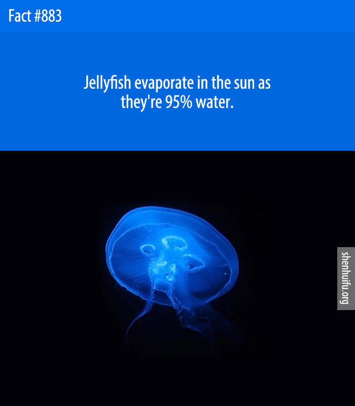 Jellyfish evaporate in the sun as they're 98% water.