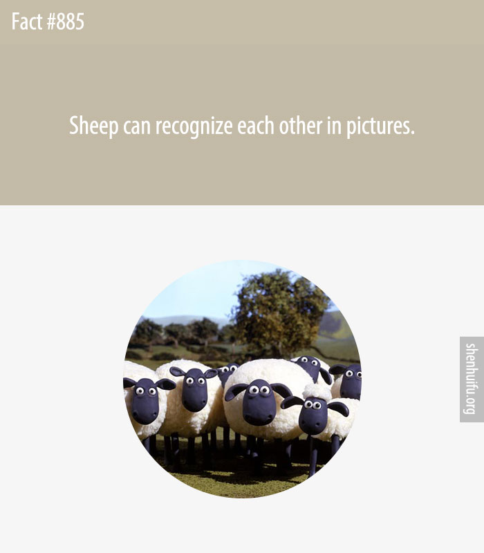 Sheep can recognize each other in pictures.