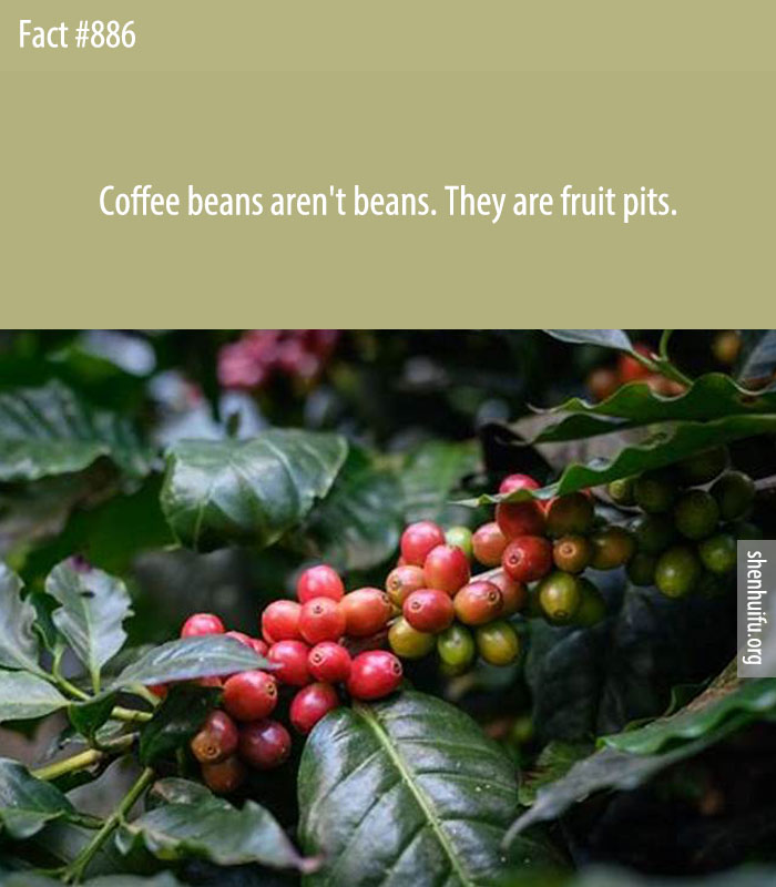 Coffee beans aren't beans. They are fruit pits.