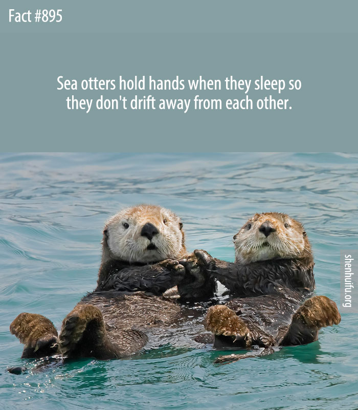 Sea otters hold hands when they sleep so they don't drift away from each other.