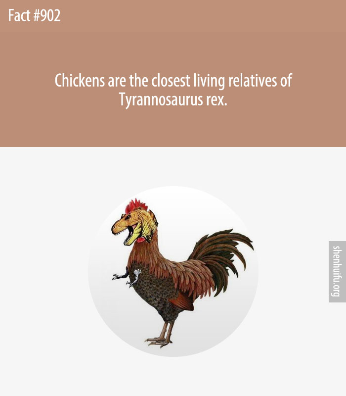 Chickens are the closest living relatives of Tyrannosaurus rex.