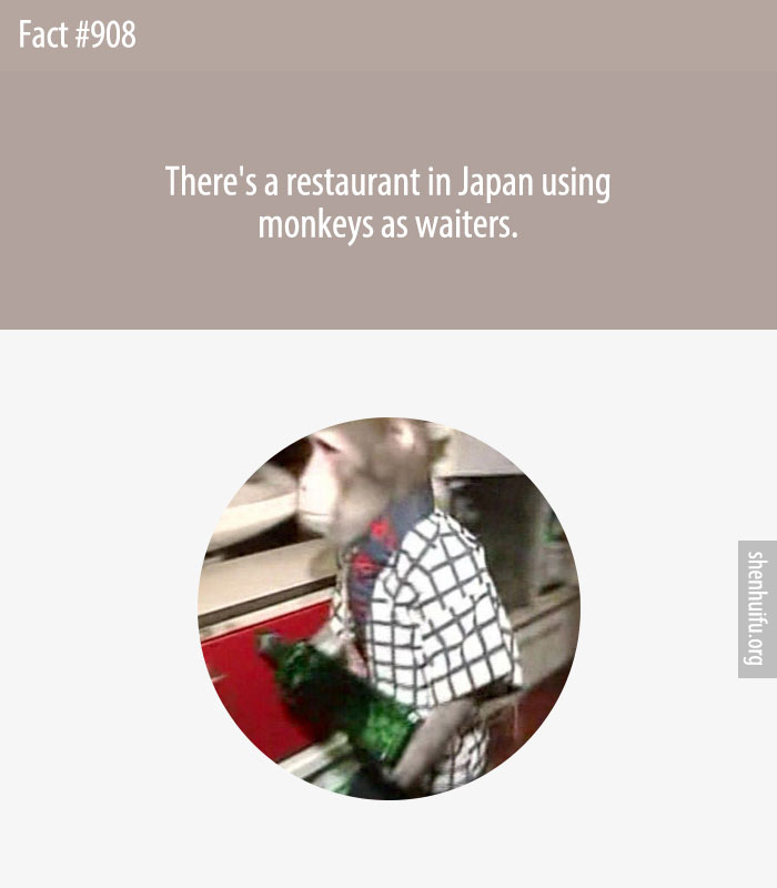 There's a restaurant in Japan using monkeys as waiters.