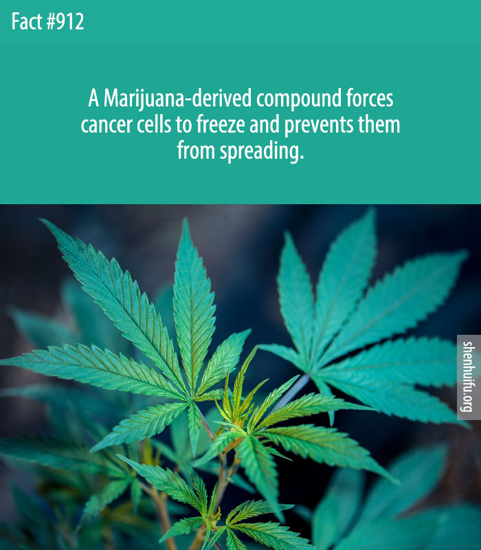 A Marijuana-derived compound forces cancer cells to freeze and prevents them from spreading.
