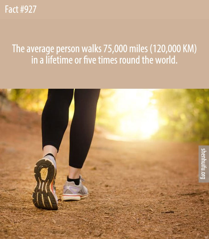 The average person walks 75,000 miles (120,000 KM) in a lifetime or five times round the world.