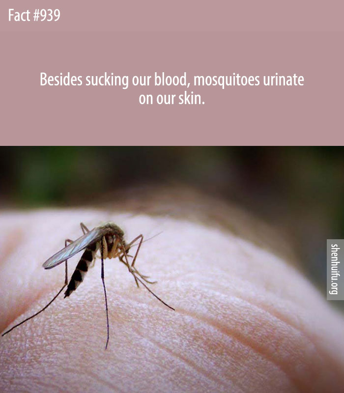 Besides sucking our blood, mosquitoes urinate on our skin.