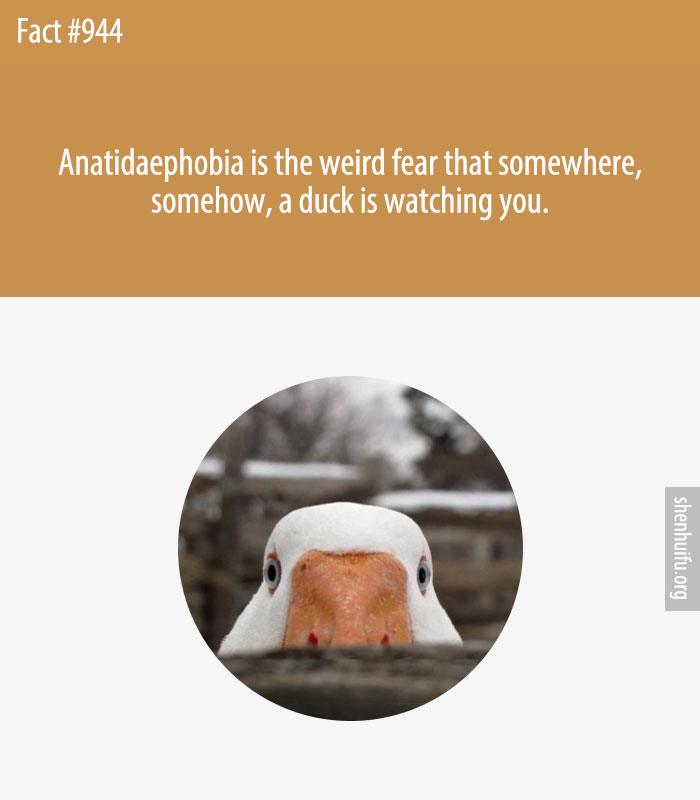 Anatidaephobia is the weird fear that somewhere, somehow, a duck is watching you.