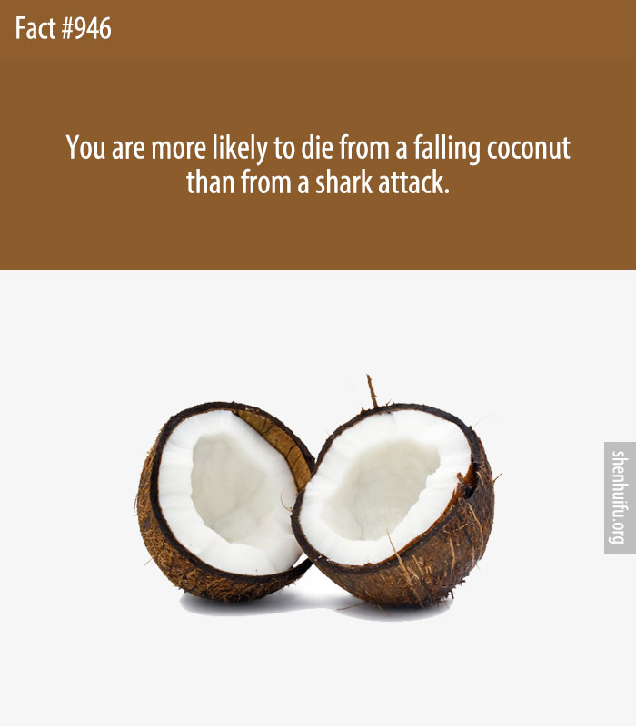 You are more likely to die from a falling coconut than from a shark attack.