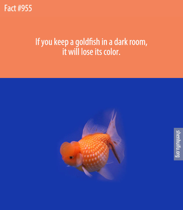 If you keep a goldfish in a dark room, it will lose its color.