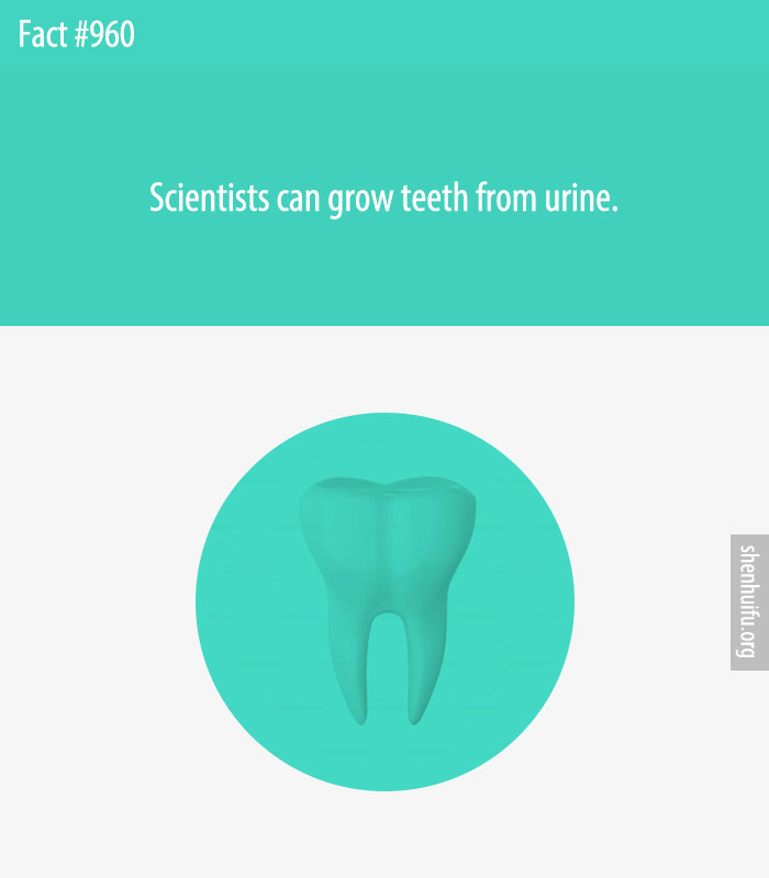 Scientists can grow teeth from urine.