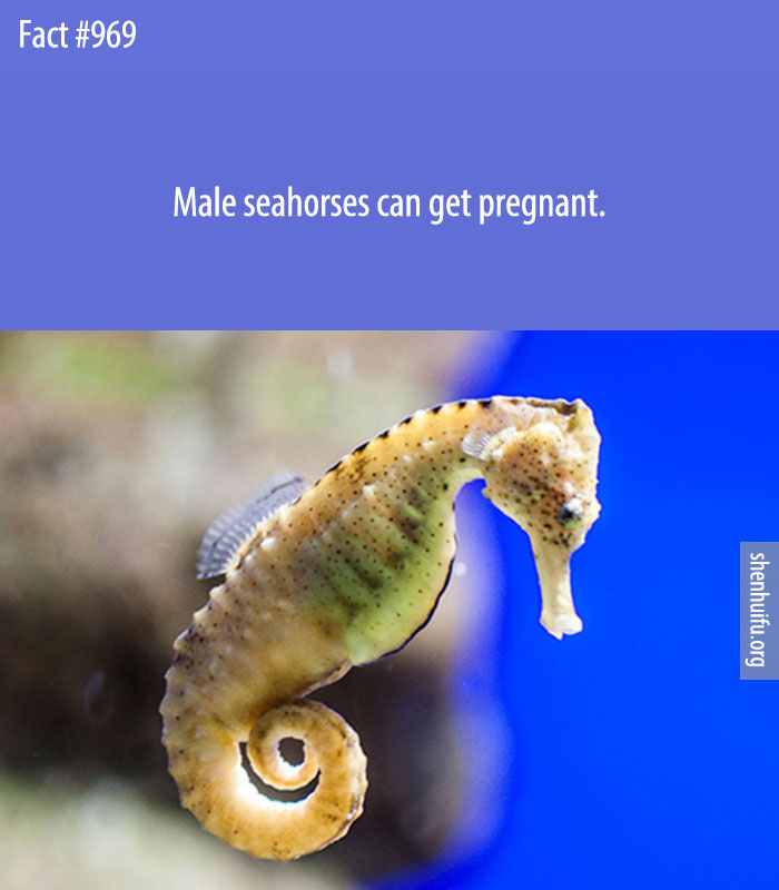 Male seahorses can get pregnant.