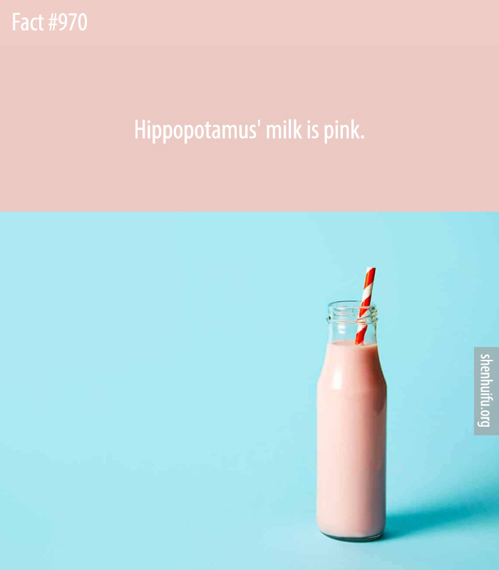Hippopotamus' milk is pink.