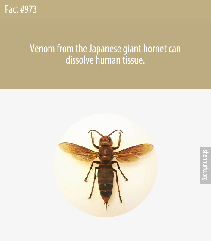 Venom from the Japanese giant hornet can dissolve human tissue.
