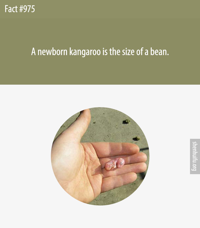A newborn kangaroo is the size of a bean.