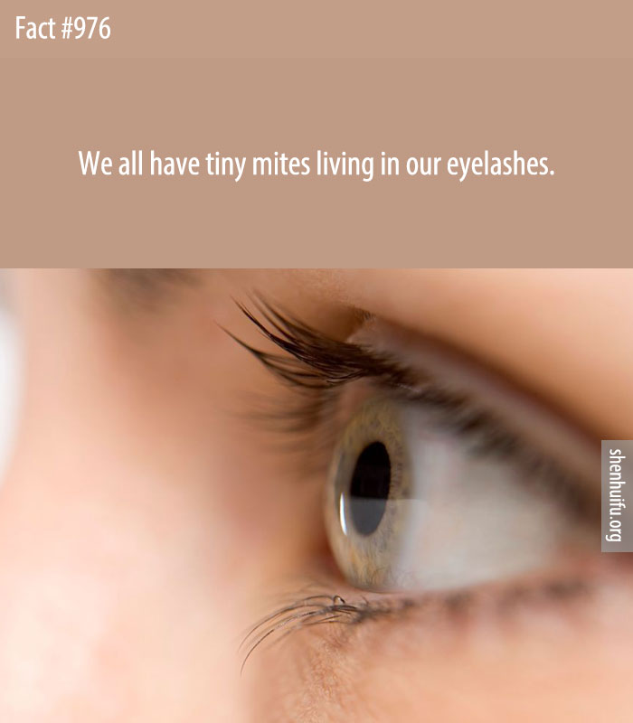We all have tiny mites living in our eyelashes.