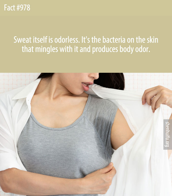 Sweat itself is odorless. It's the bacteria on the skin that mingles with it and produces body odor.
