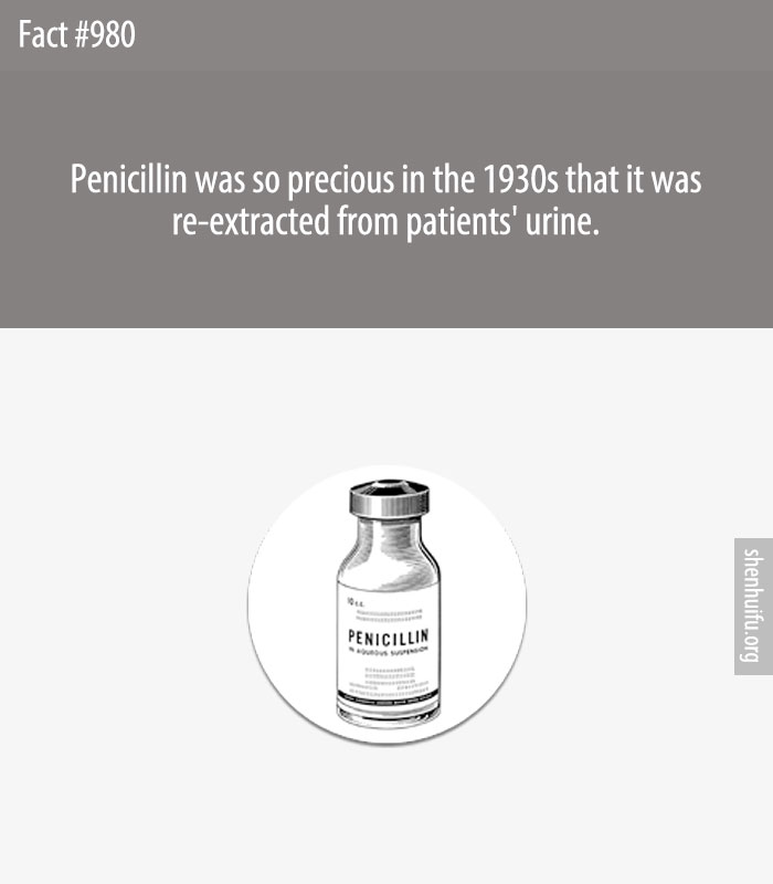 Penicillin was so precious in the 1930s that it was re-extracted from patients' urine.