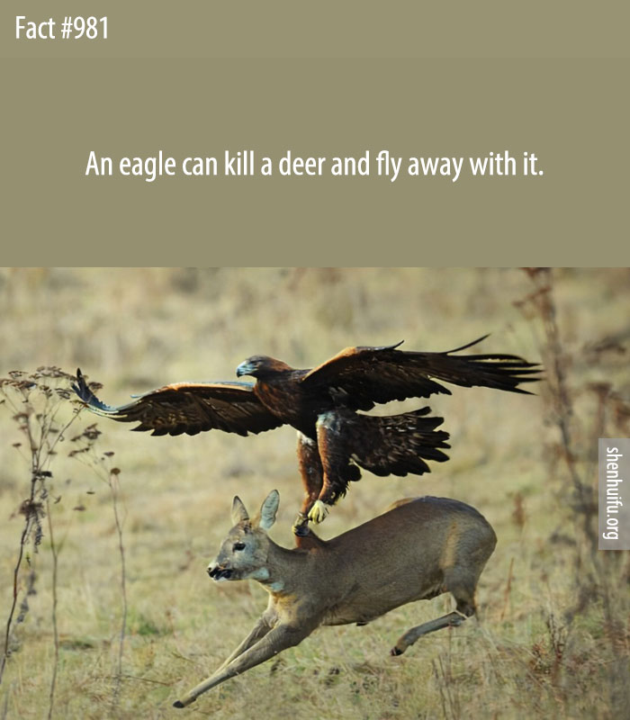 An eagle can kill a deer and fly away with it.