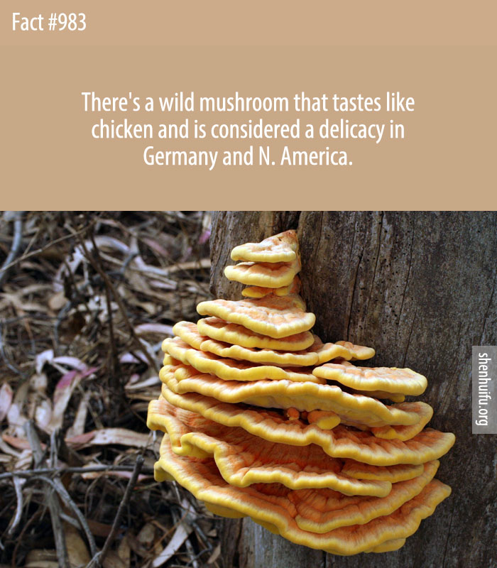 There's a wild mushroom that tastes like chicken and is considered a delicacy in Germany and N. America.