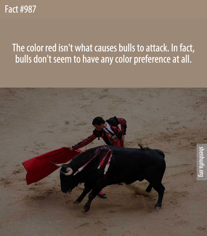 The color red isn't what causes bulls to attack. In fact, bulls don't seem to have any color preference at all.