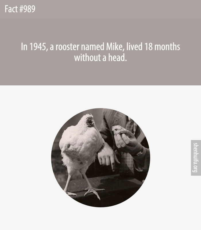 In 1945, a rooster named Mike, lived 18 months without a head.